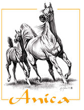 Anica_logo_footer-2-2.png